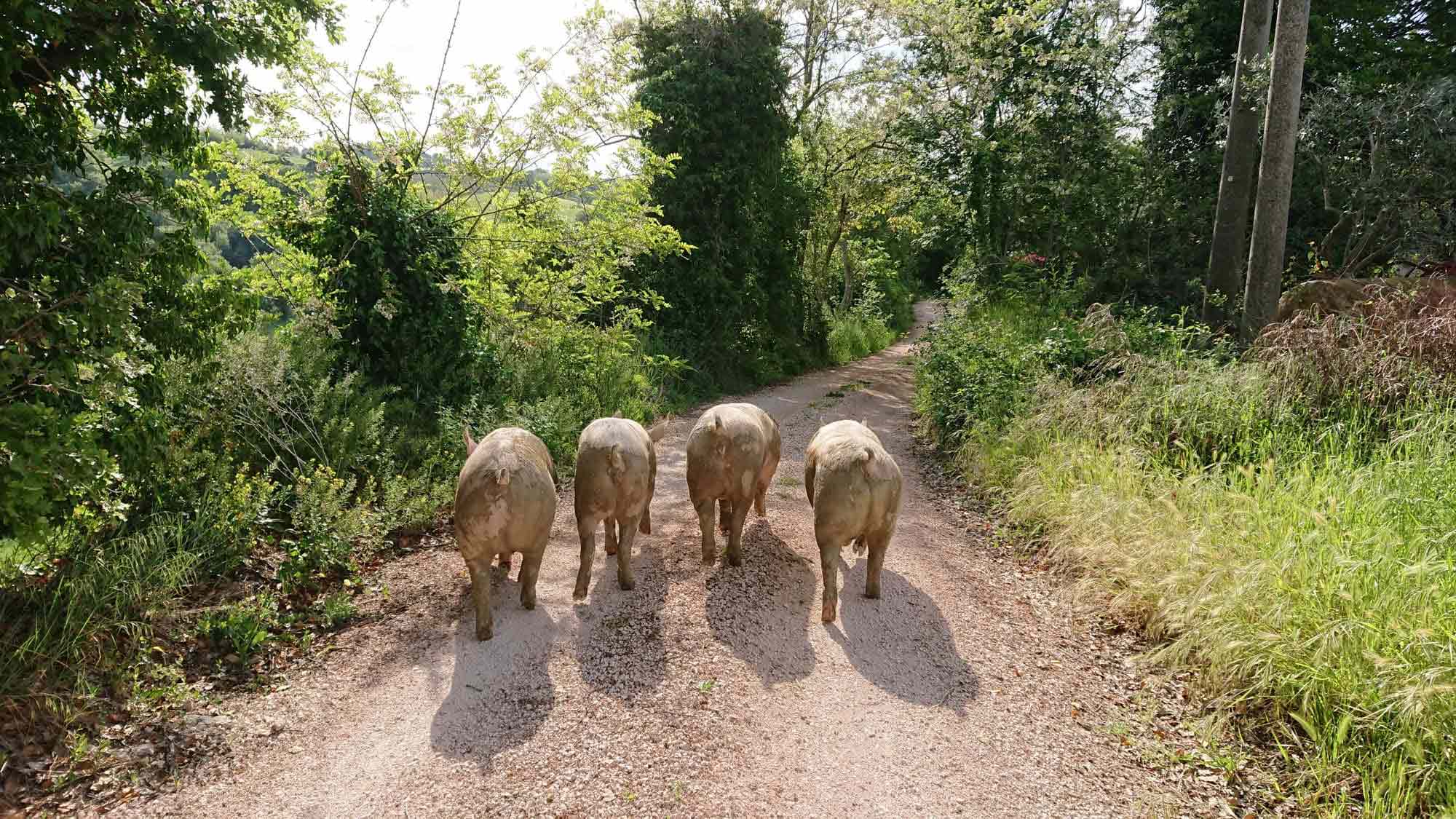 società agricola romiti