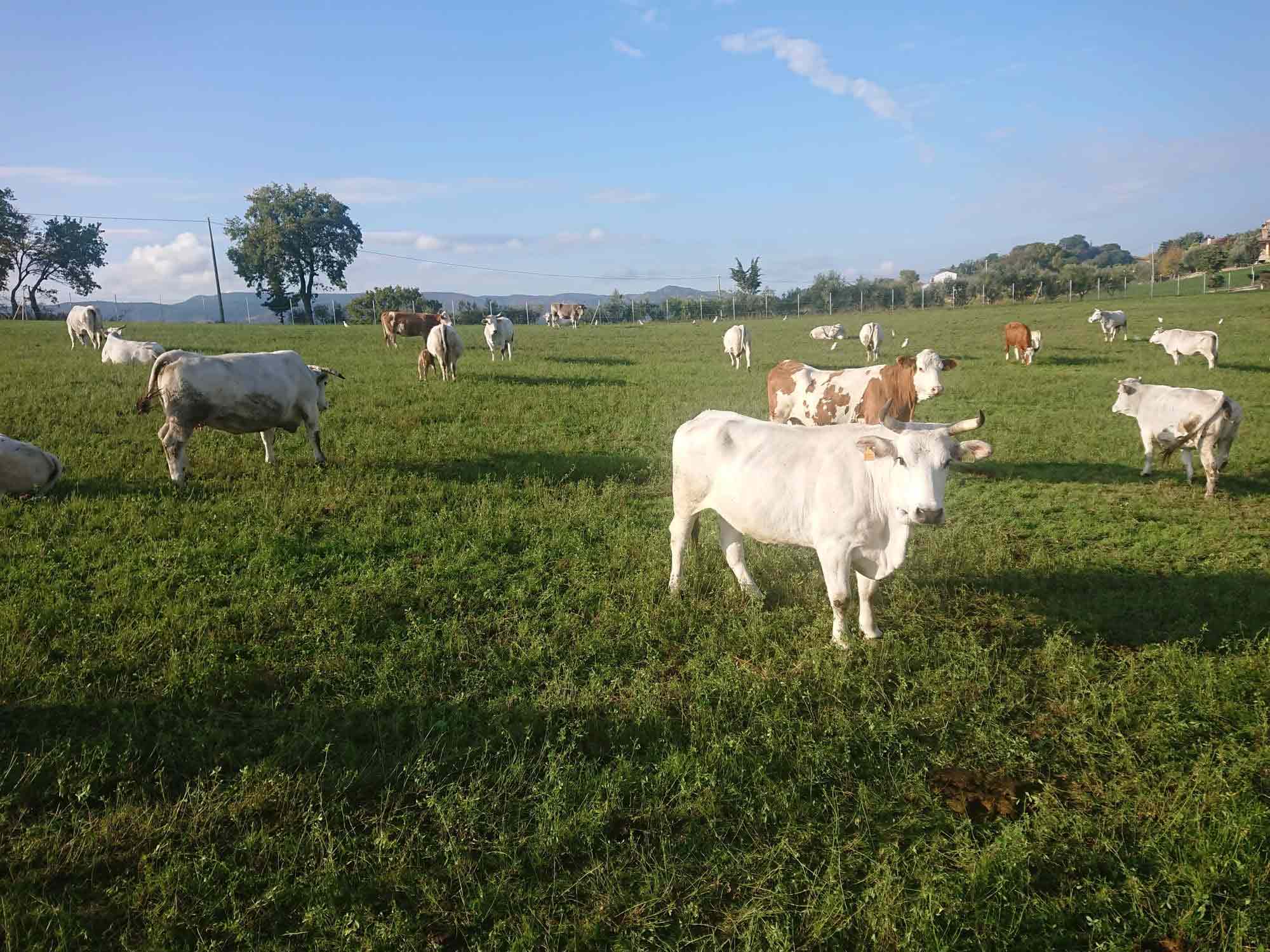 società agricola romiti