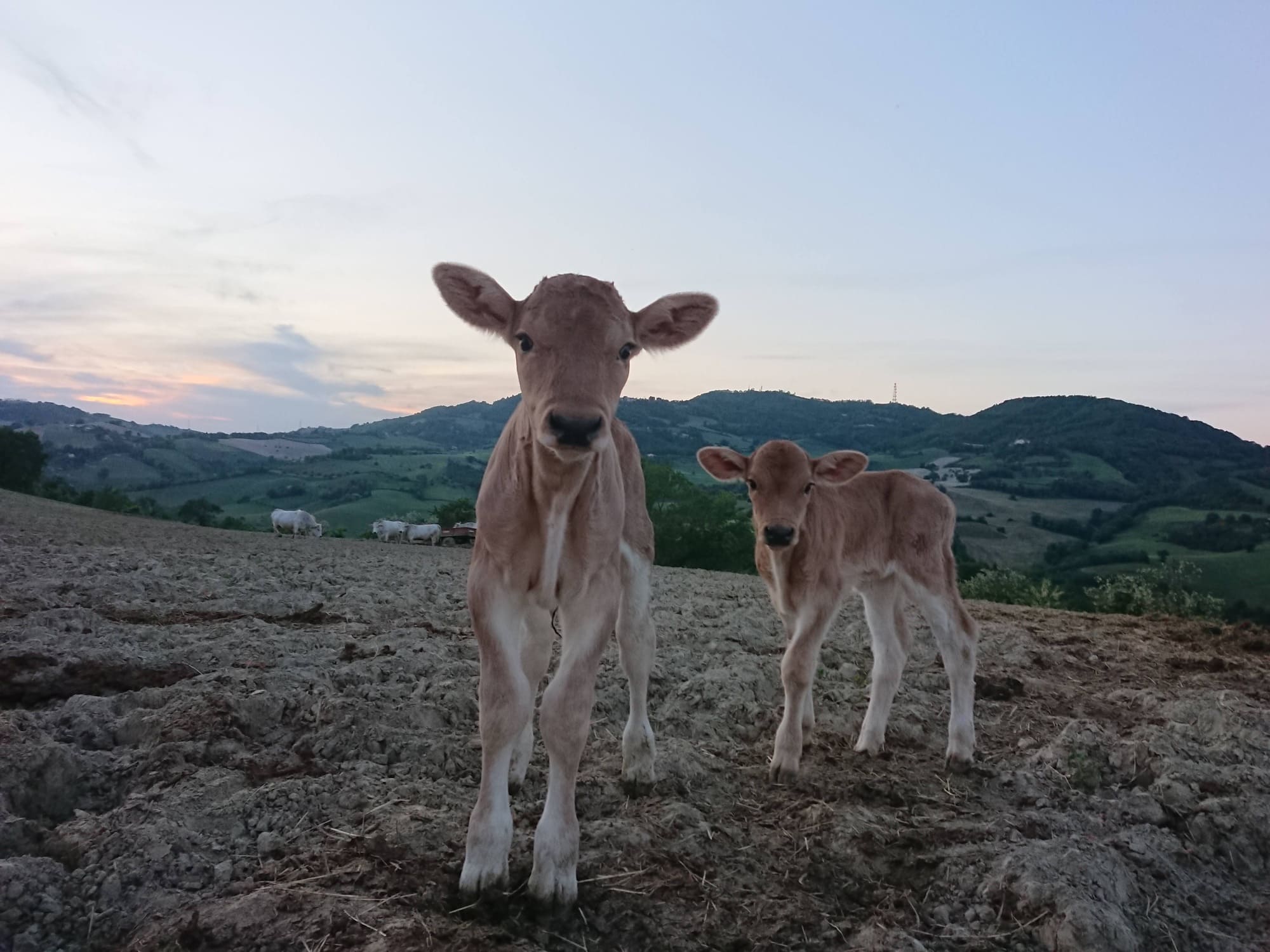 società agricola romiti